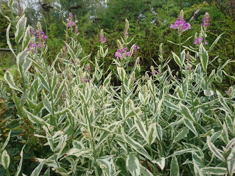 Physostegia virginiana 'Variegata'